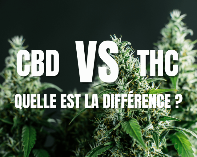 CBD vs THC, quelle est la différence ?